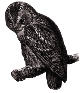 wfs-owl